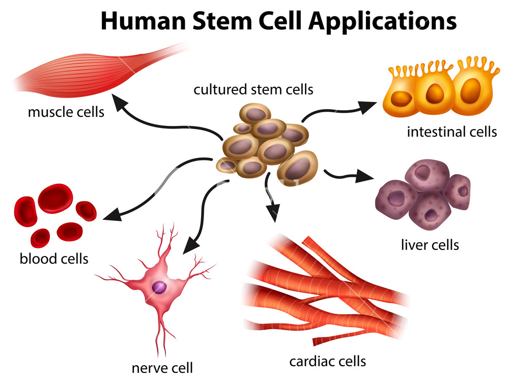 human_stem_cell_applications